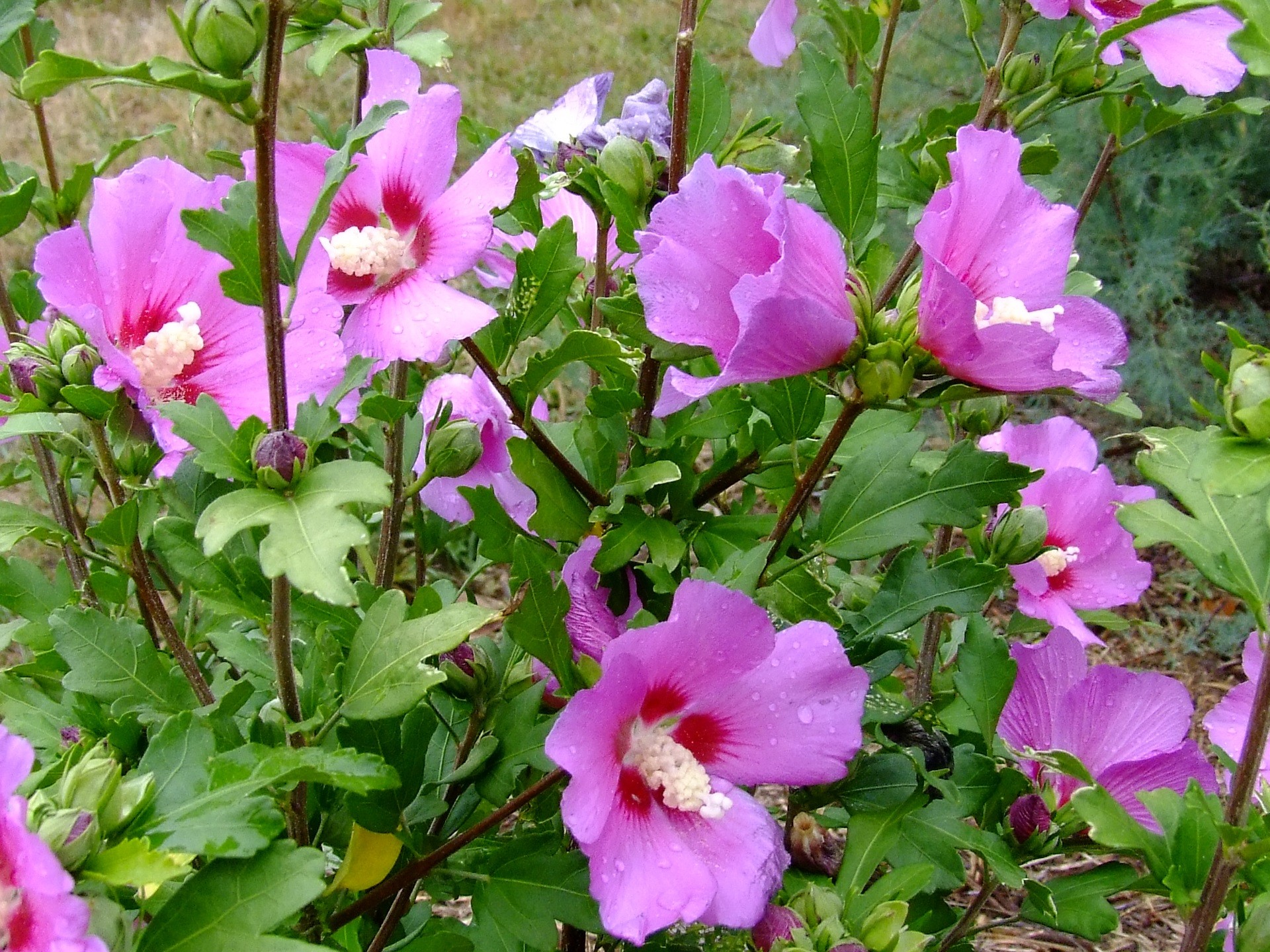 Hibiscus syriacus 'Russian Violet'